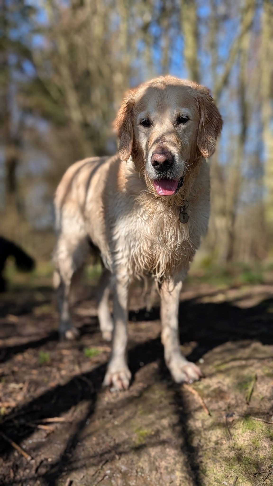 Roustam, Girija's golden retriever